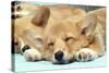 Welsh Corgi Dog (Pembroke), Close-Up Asleep-null-Stretched Canvas