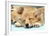 Welsh Corgi Dog (Pembroke), Close-Up Asleep-null-Framed Photographic Print