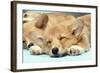 Welsh Corgi Dog (Pembroke), Close-Up Asleep-null-Framed Photographic Print