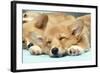 Welsh Corgi Dog (Pembroke), Close-Up Asleep-null-Framed Photographic Print