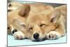 Welsh Corgi Dog (Pembroke), Close-Up Asleep-null-Mounted Photographic Print