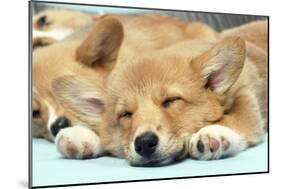 Welsh Corgi Dog (Pembroke), Close-Up Asleep-null-Mounted Photographic Print