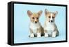 Welsh Corgi Dog (Pembroke) Puppies-null-Framed Stretched Canvas