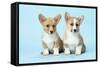 Welsh Corgi Dog (Pembroke) Puppies-null-Framed Stretched Canvas