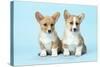Welsh Corgi Dog (Pembroke) Puppies-null-Stretched Canvas