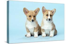 Welsh Corgi Dog (Pembroke) Puppies-null-Stretched Canvas