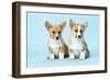 Welsh Corgi Dog (Pembroke) Puppies-null-Framed Photographic Print