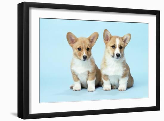 Welsh Corgi Dog (Pembroke) Puppies-null-Framed Photographic Print