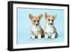 Welsh Corgi Dog (Pembroke) Puppies-null-Framed Photographic Print