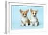 Welsh Corgi Dog (Pembroke) Puppies-null-Framed Photographic Print