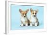 Welsh Corgi Dog (Pembroke) Puppies-null-Framed Photographic Print