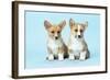 Welsh Corgi Dog (Pembroke) Puppies-null-Framed Photographic Print