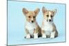 Welsh Corgi Dog (Pembroke) Puppies-null-Mounted Photographic Print