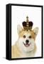 Welsh Corgi Dog Wearing Crown and Pearls-null-Framed Stretched Canvas