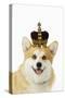 Welsh Corgi Dog Wearing Crown and Pearls-null-Stretched Canvas