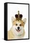 Welsh Corgi Dog Wearing Crown and Pearls-null-Framed Stretched Canvas