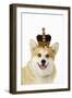 Welsh Corgi Dog Wearing Crown and Pearls-null-Framed Photographic Print