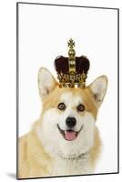 Welsh Corgi Dog Wearing Crown and Pearls-null-Mounted Photographic Print