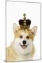 Welsh Corgi Dog Wearing Crown and Pearls-null-Mounted Photographic Print