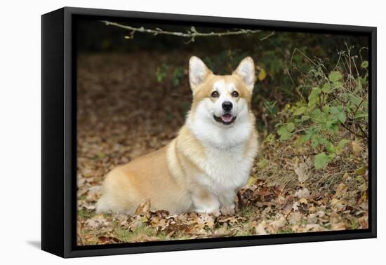 Welsh Corgi in Autumn Leaves-null-Framed Stretched Canvas