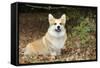 Welsh Corgi in Autumn Leaves-null-Framed Stretched Canvas