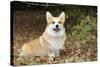 Welsh Corgi in Autumn Leaves-null-Stretched Canvas