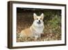 Welsh Corgi in Autumn Leaves-null-Framed Photographic Print