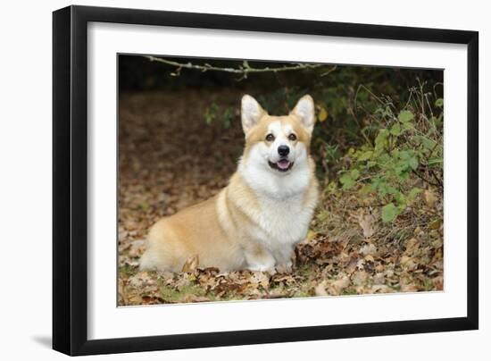 Welsh Corgi in Autumn Leaves-null-Framed Photographic Print