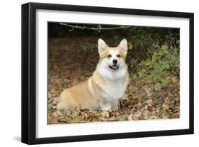 Welsh Corgi in Autumn Leaves-null-Framed Photographic Print