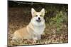 Welsh Corgi in Autumn Leaves-null-Mounted Photographic Print