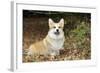 Welsh Corgi in Autumn Leaves-null-Framed Photographic Print