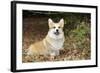 Welsh Corgi in Autumn Leaves-null-Framed Photographic Print