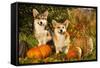 Welsh Corgi Pembroke Dog-Lilun-Framed Stretched Canvas