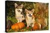 Welsh Corgi Pembroke Dog-Lilun-Stretched Canvas