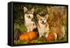 Welsh Corgi Pembroke Dog-Lilun-Framed Stretched Canvas