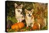 Welsh Corgi Pembroke Dog-Lilun-Stretched Canvas