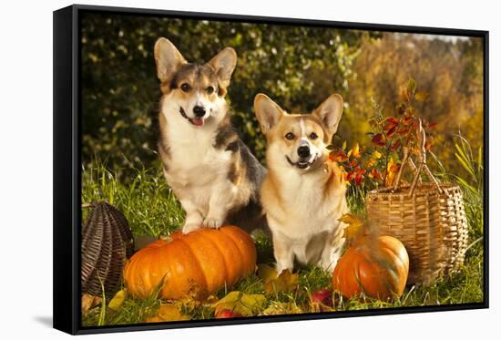 Welsh Corgi Pembroke Dog-Lilun-Framed Stretched Canvas