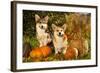 Welsh Corgi Pembroke Dog-Lilun-Framed Photographic Print