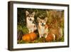 Welsh Corgi Pembroke Dog-Lilun-Framed Photographic Print