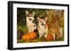 Welsh Corgi Pembroke Dog-Lilun-Framed Photographic Print