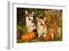 Welsh Corgi Pembroke Dog-Lilun-Framed Photographic Print