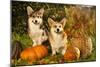 Welsh Corgi Pembroke Dog-Lilun-Mounted Photographic Print