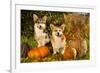 Welsh Corgi Pembroke Dog-Lilun-Framed Photographic Print