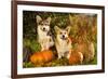 Welsh Corgi Pembroke Dog-Lilun-Framed Photographic Print