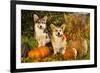 Welsh Corgi Pembroke Dog-Lilun-Framed Photographic Print