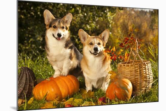 Welsh Corgi Pembroke Dog-Lilun-Mounted Photographic Print