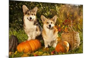 Welsh Corgi Pembroke Dog-Lilun-Mounted Photographic Print