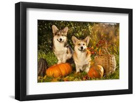 Welsh Corgi Pembroke Dog-Lilun-Framed Photographic Print