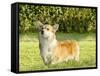 Welsh Corgi Pembroke-f8grapher-Framed Stretched Canvas