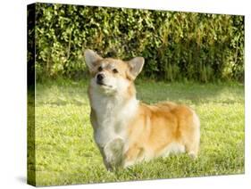 Welsh Corgi Pembroke-f8grapher-Stretched Canvas